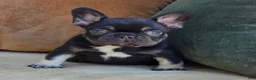 French Bulldog dogs for sale: Oscar - Ad 4