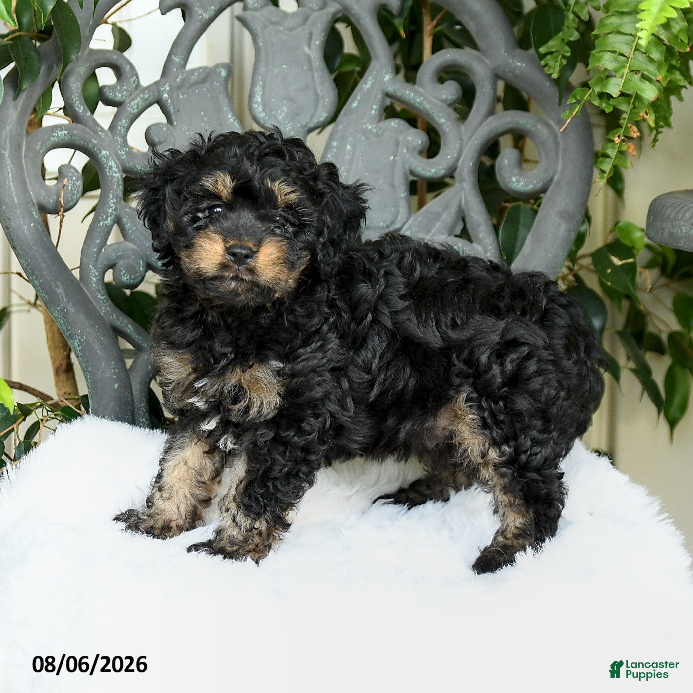 Cavapoo dogs Timber - Ad 2