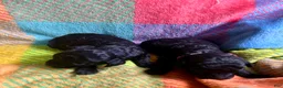 Cavapoo dogs for sale: Stormy - Ad 6