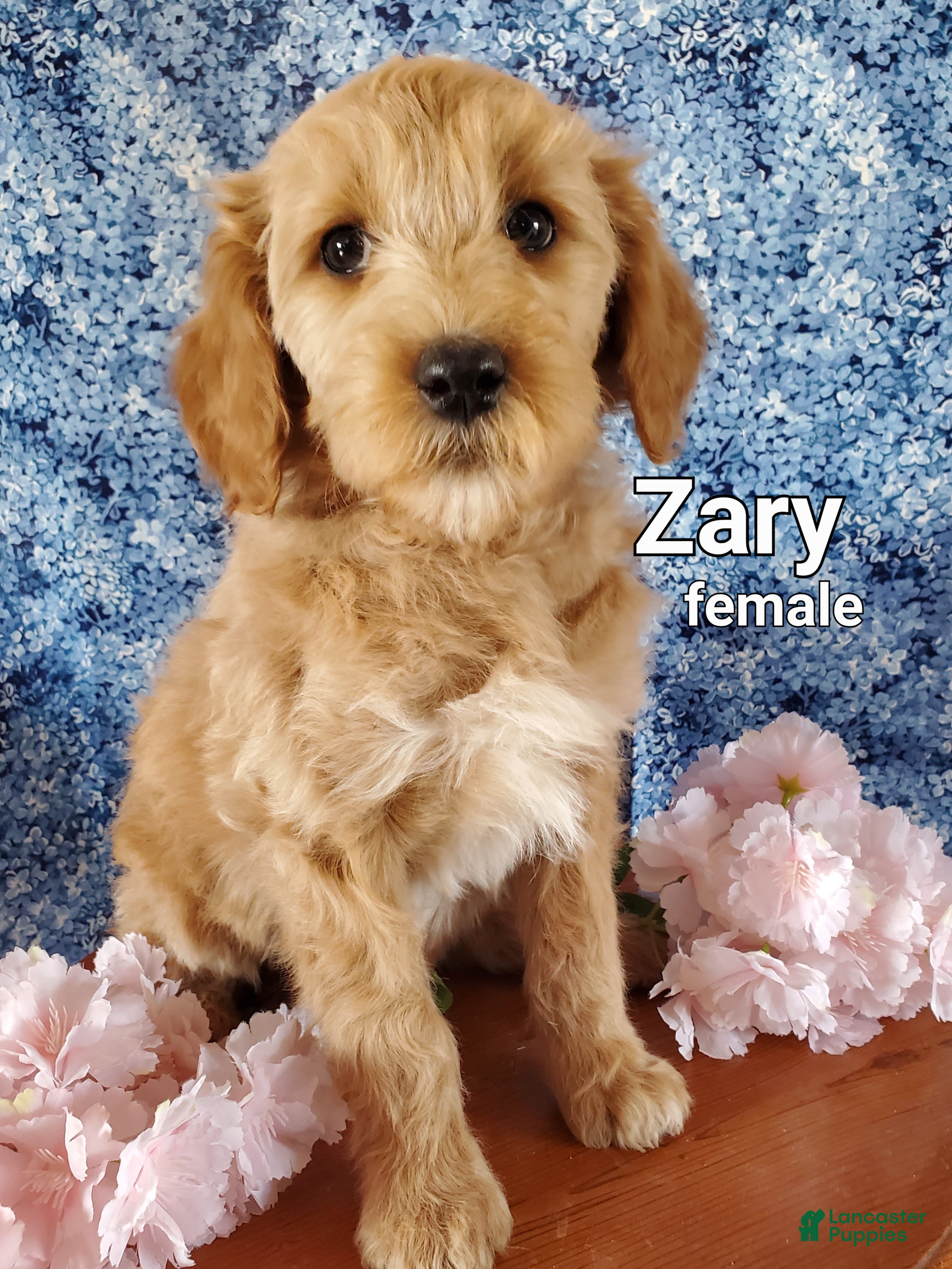 Mini Goldendoodle dogs Zary - Ad 1