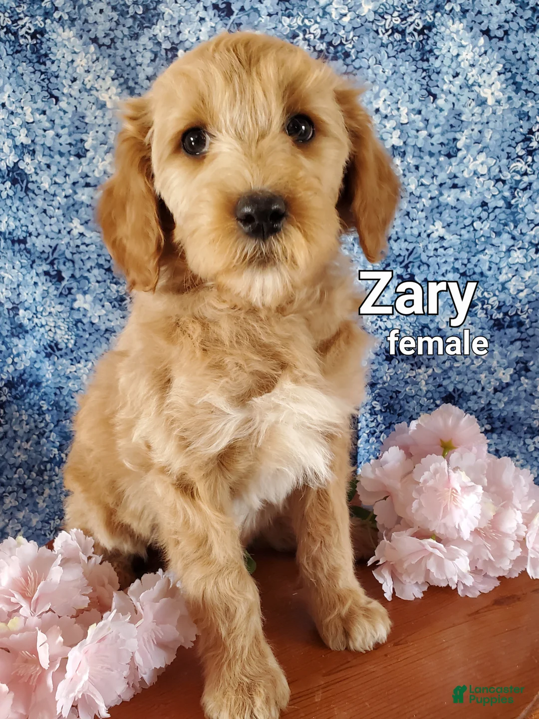 Mini Goldendoodle dogs for sale: Zary - Ad 1