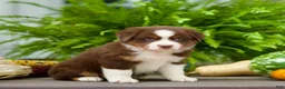Miniature Australian Shepherd dogs for sale: Tori - Ad 3