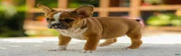 French Bulldog dogs for sale: Opal – Fawn/White - Ad 4
