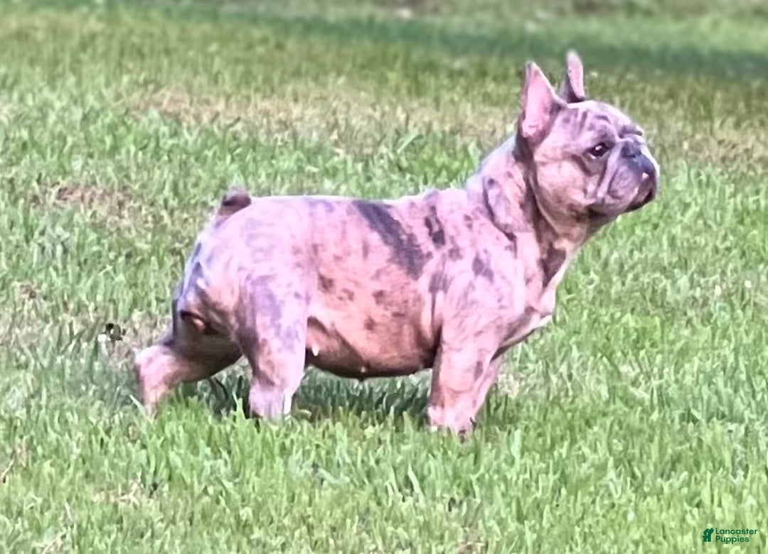 French Bulldog dogs for sale: French Bulldog Puppy 1 - Ad 5