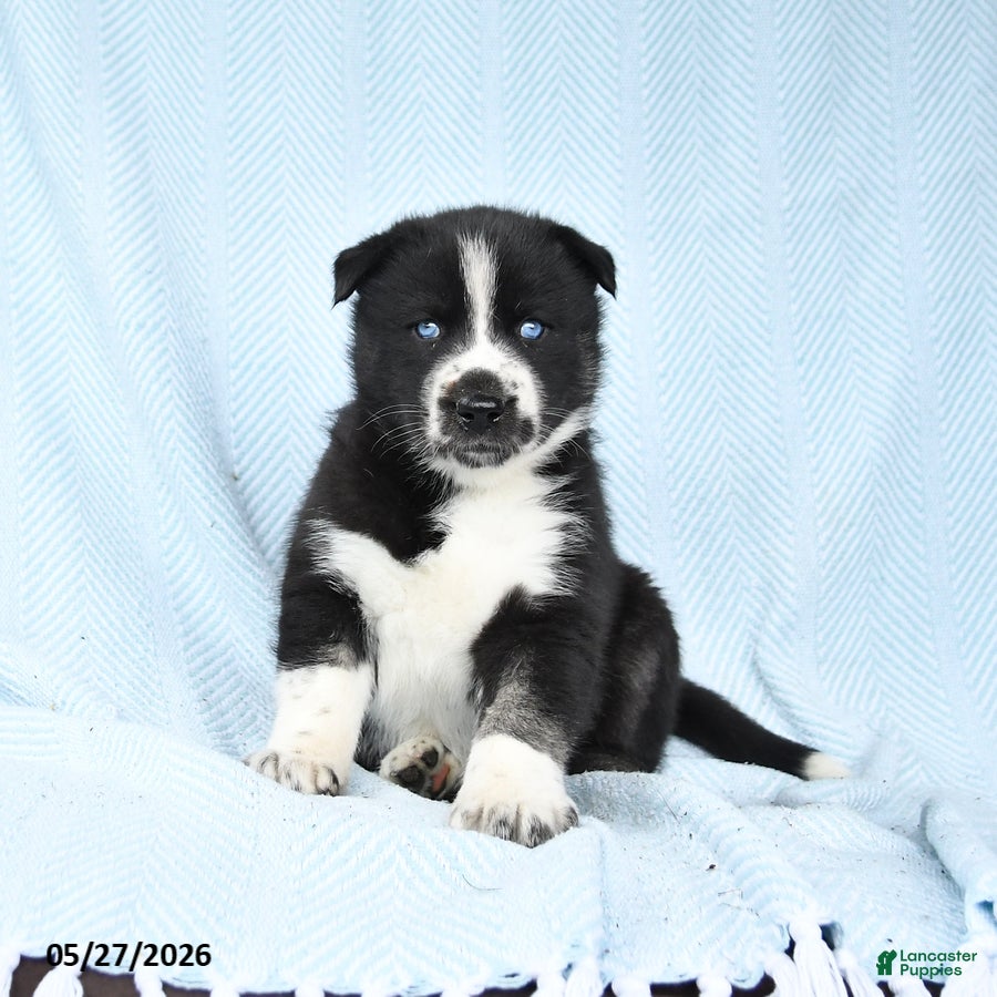 Gerberian Shepsky dogs Flora   - Ad 1