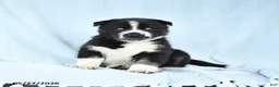 Gerberian Shepsky dogs for sale: Flora   - Ad 1