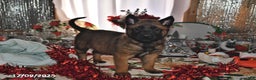 Belgian Malinois dogs for sale: Rex - Ad 2