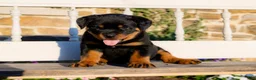 Rottweiler dogs for sale: Stetson - Ad 4