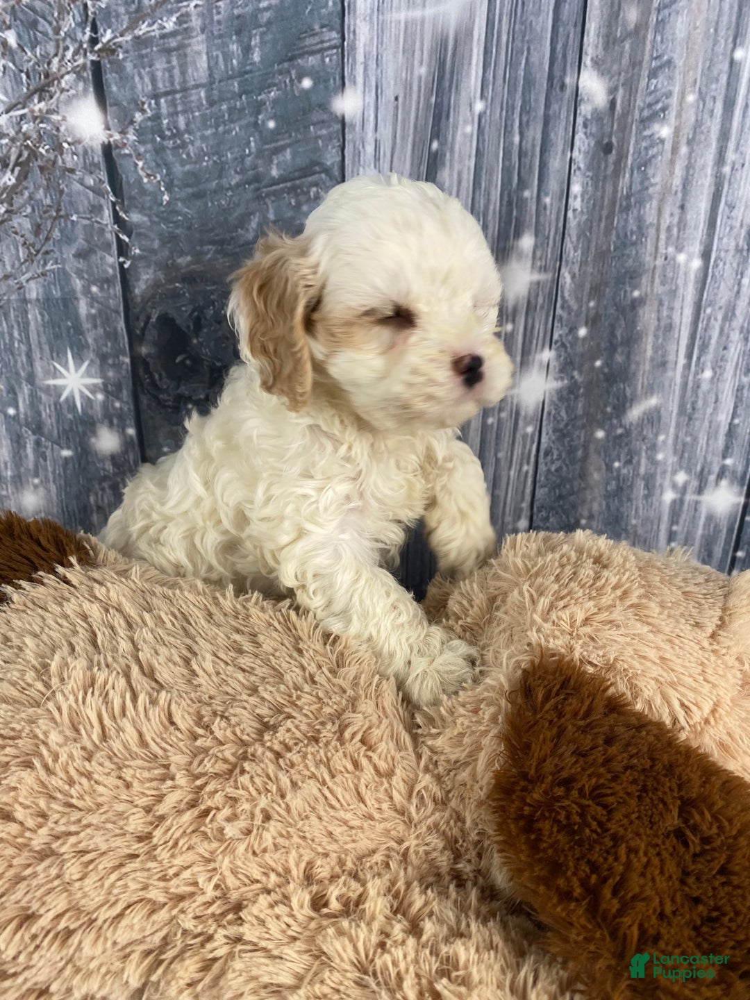 Cavapoo dogs for sale: Jenna - Ad 10