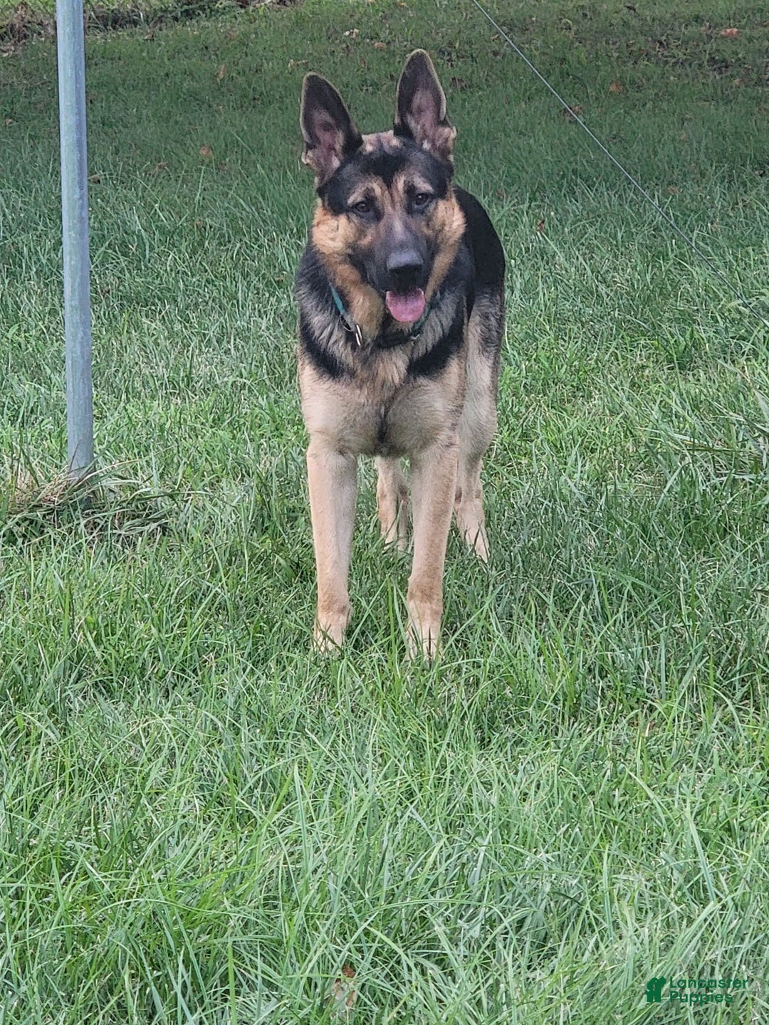 Gallery Image {{count}}