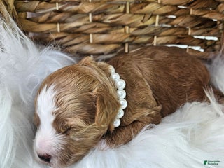 Bichpoo dogs - Ad 24