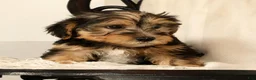 Yochon dogs for sale: Kenny - Ad 3