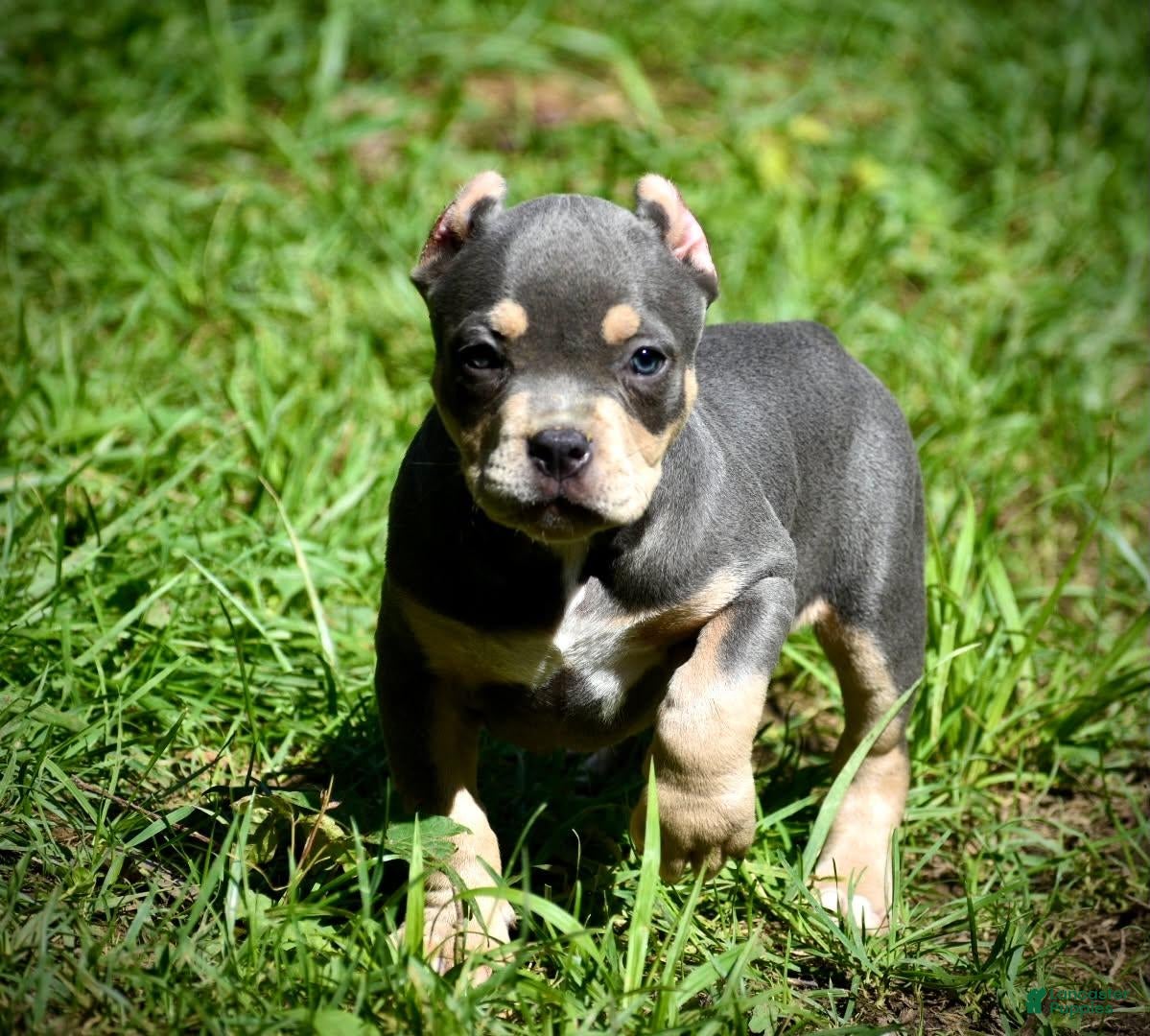 American Bully dogs Lilac TRI - Ad 8