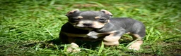 American Bully dogs for sale: Lilac TRI - Ad 1