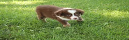 Australian Shepherd dogs for sale: Shelby - Ad 4
