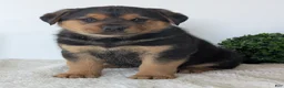 Mixed Breed dogs for sale: Finn - Ad 15