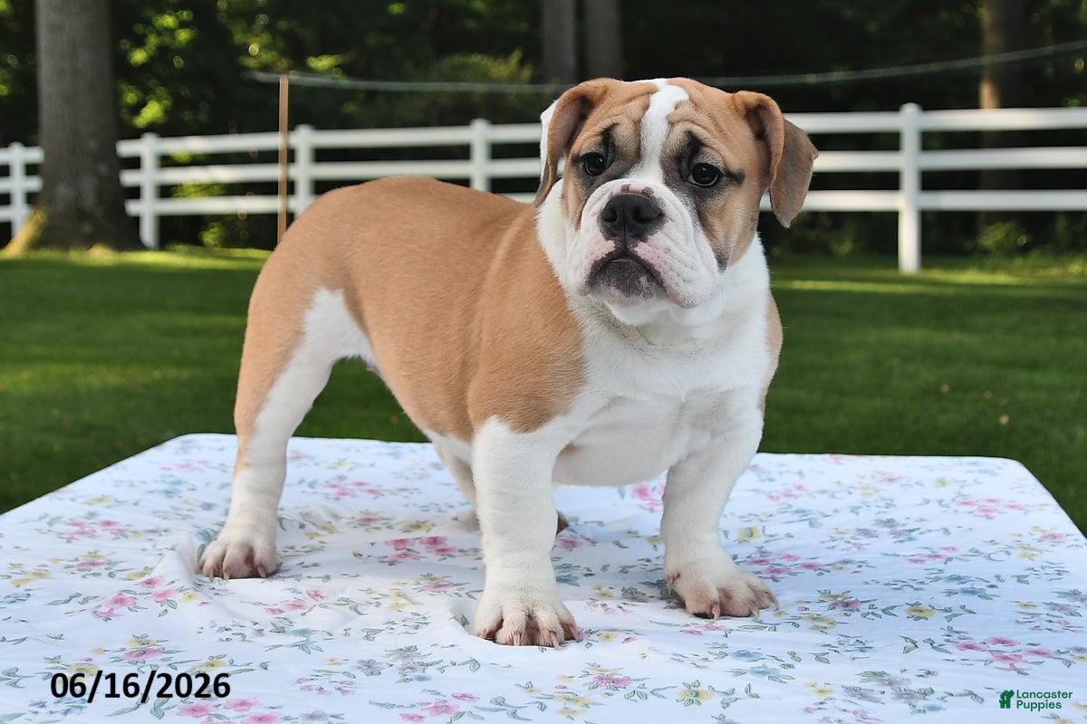Mixed Breed dogs Summer - Ad 2