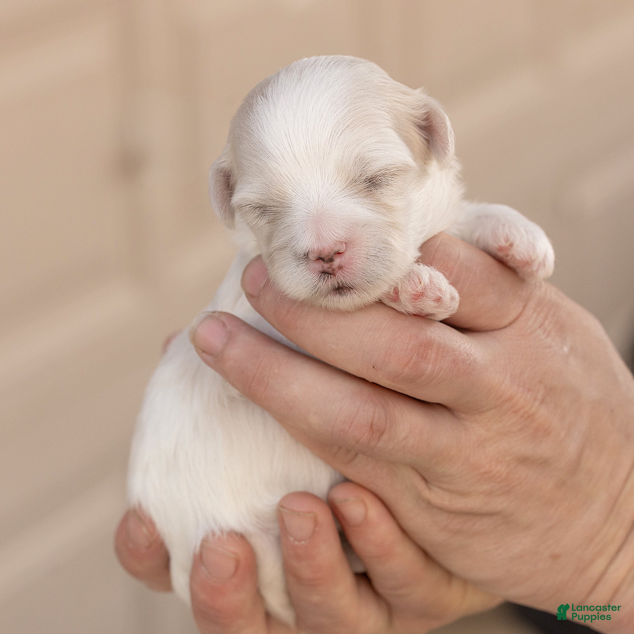 Maltese dogs Puck Maltese  - Ad 1