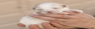 Puck Maltese 