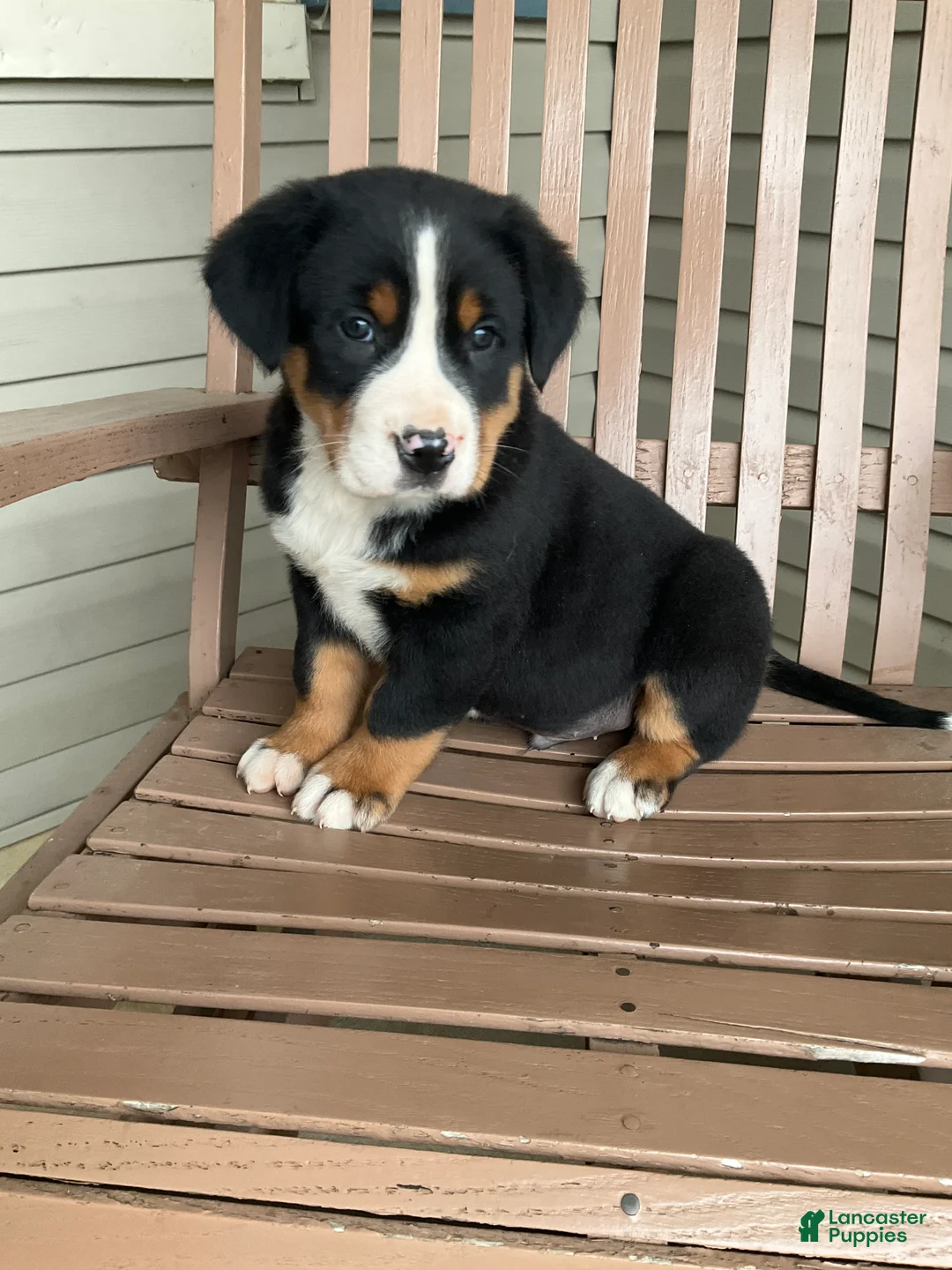 Greater Swiss Mountain Dog dogs for sale: Ben - Ad 2