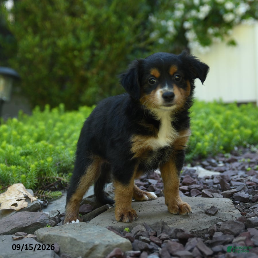 Aussiedoodle dogs Piper - Ad 2
