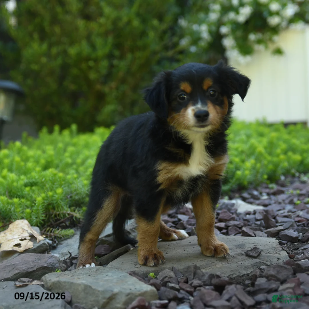 Aussiedoodle dogs for sale: Piper - Ad 2