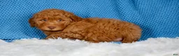 Mixed Breed dogs for sale: Ginny - Ad 3