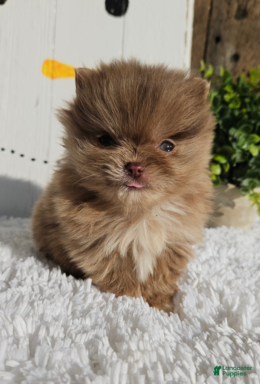 Pomeranian dogs for sale: Tessa - Ad 6