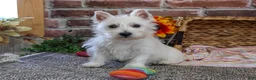 West Highland Terrier dogs for sale: Ophelia - Ad 4