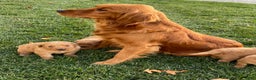 Golden Retriever dogs for sale: Cane - Ad 5