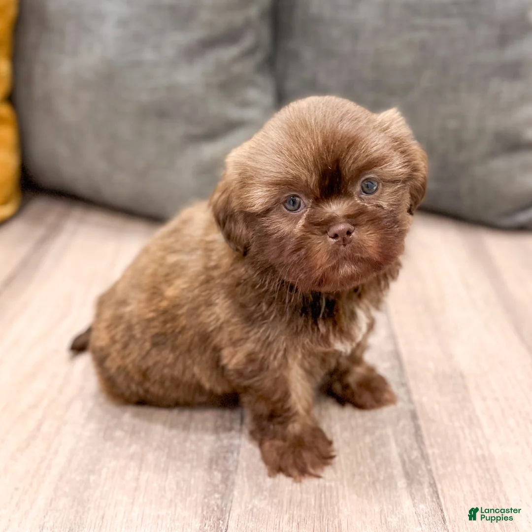 Shih Tzu dogs for sale: Fletcher - Ad 2