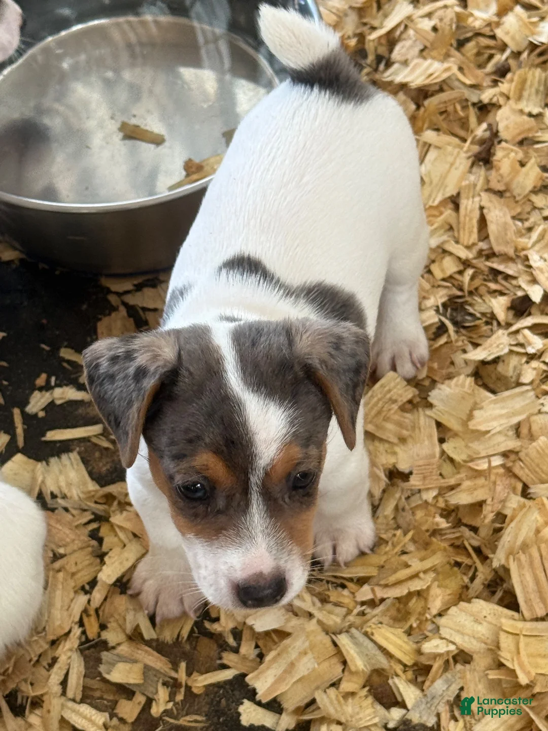 Jack Russell Terrier dogs for sale: Jack Russell Terrier 3 - Ad 2