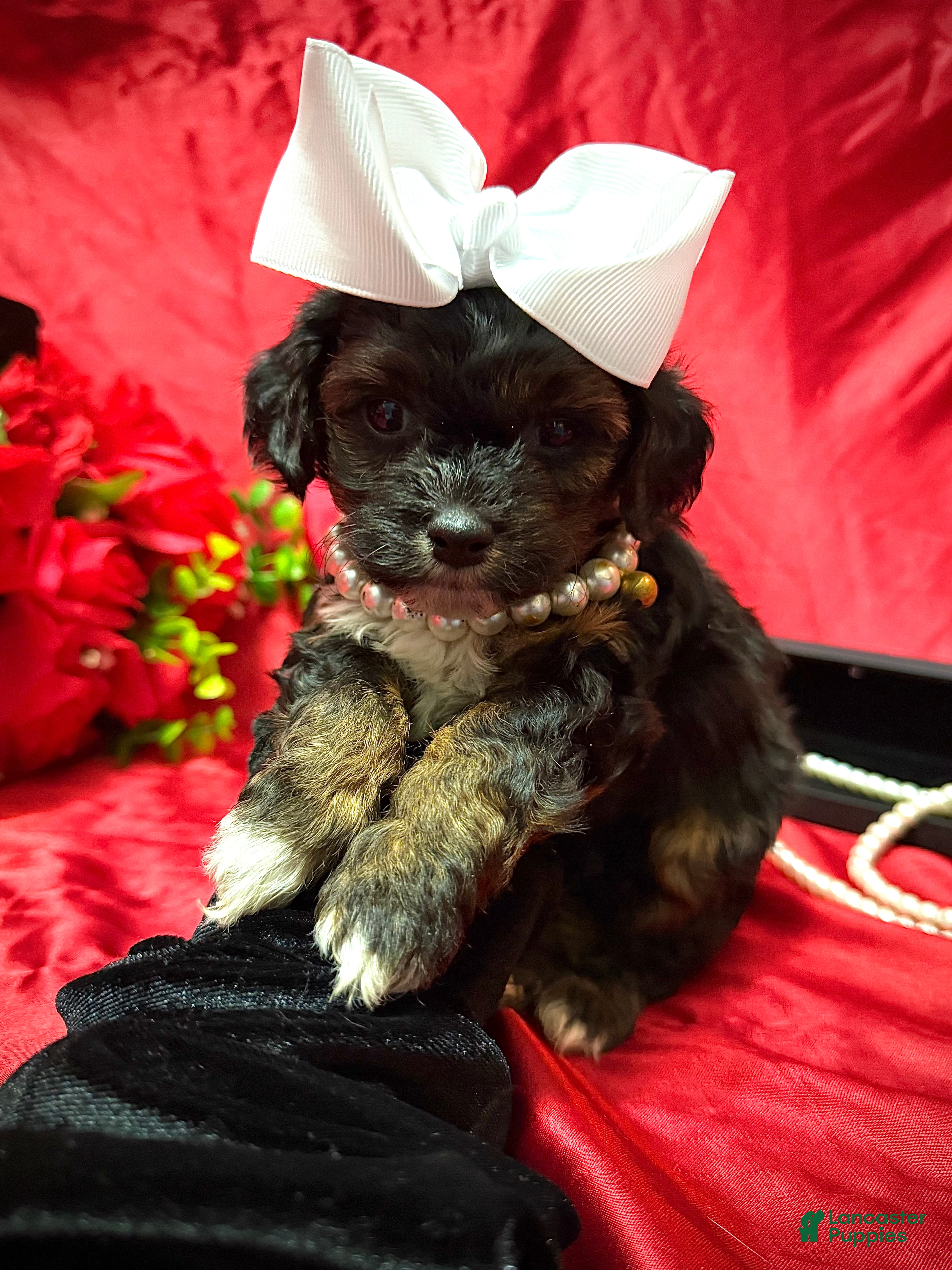 Yorkiepoo dogs York - Ad 42