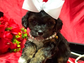 Yorkiepoo dogs York - Ad 42