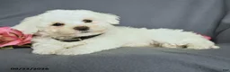 Bichon Frise dogs for sale: Leo - Ad 3