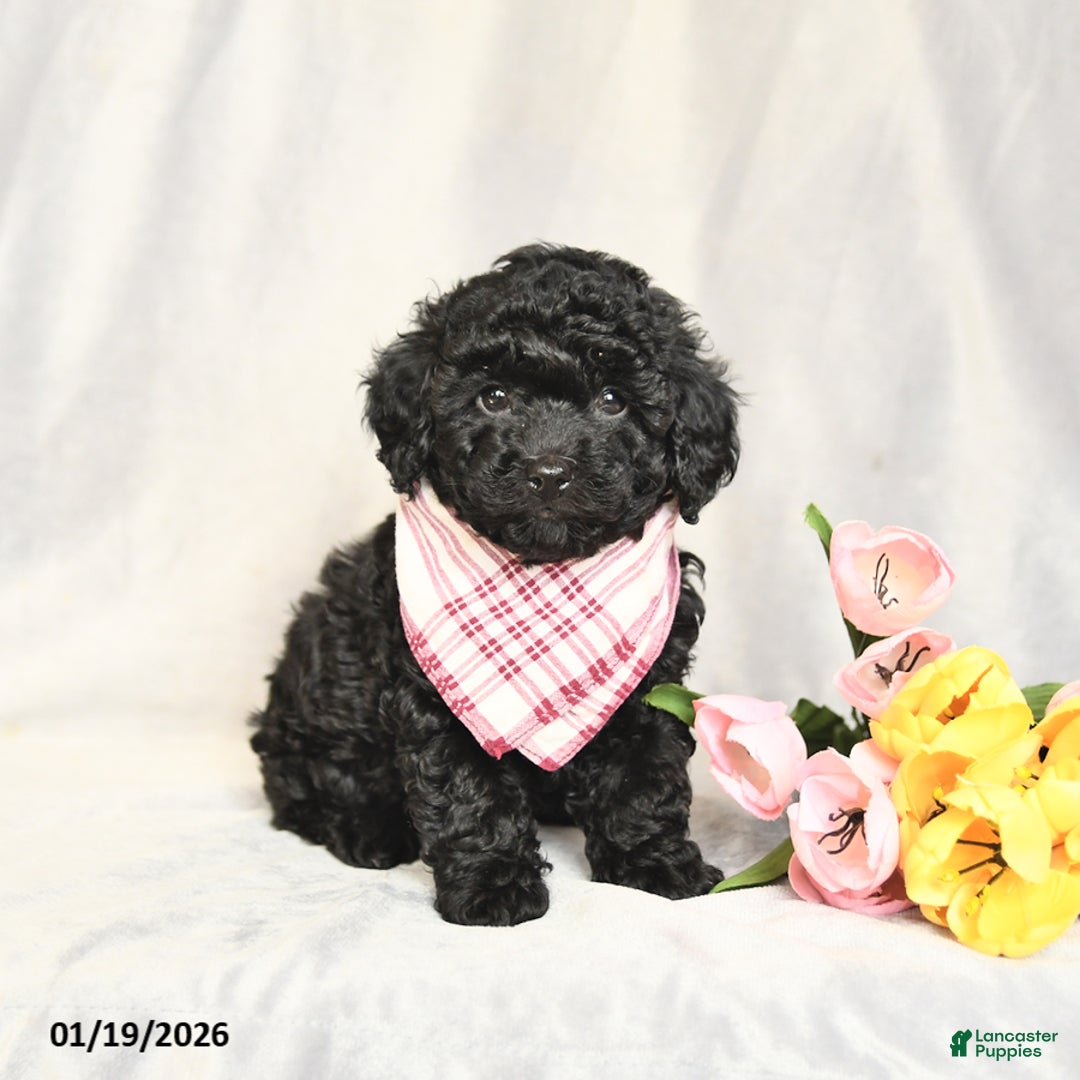 Toy Poodle dogs for sale: Ebony - Ad 1