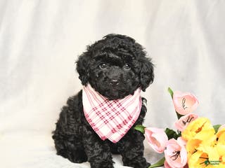 Toy Poodle dogs Ebony - Ad 41