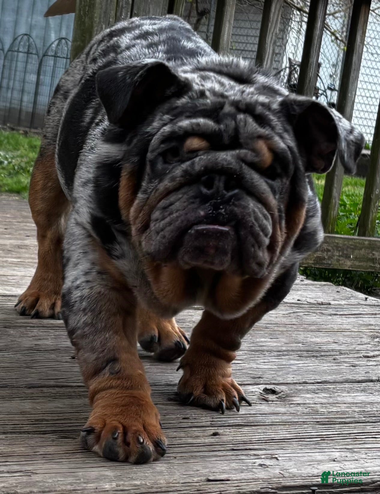English Bulldog dogs English Bulldog 2 - Ad 1