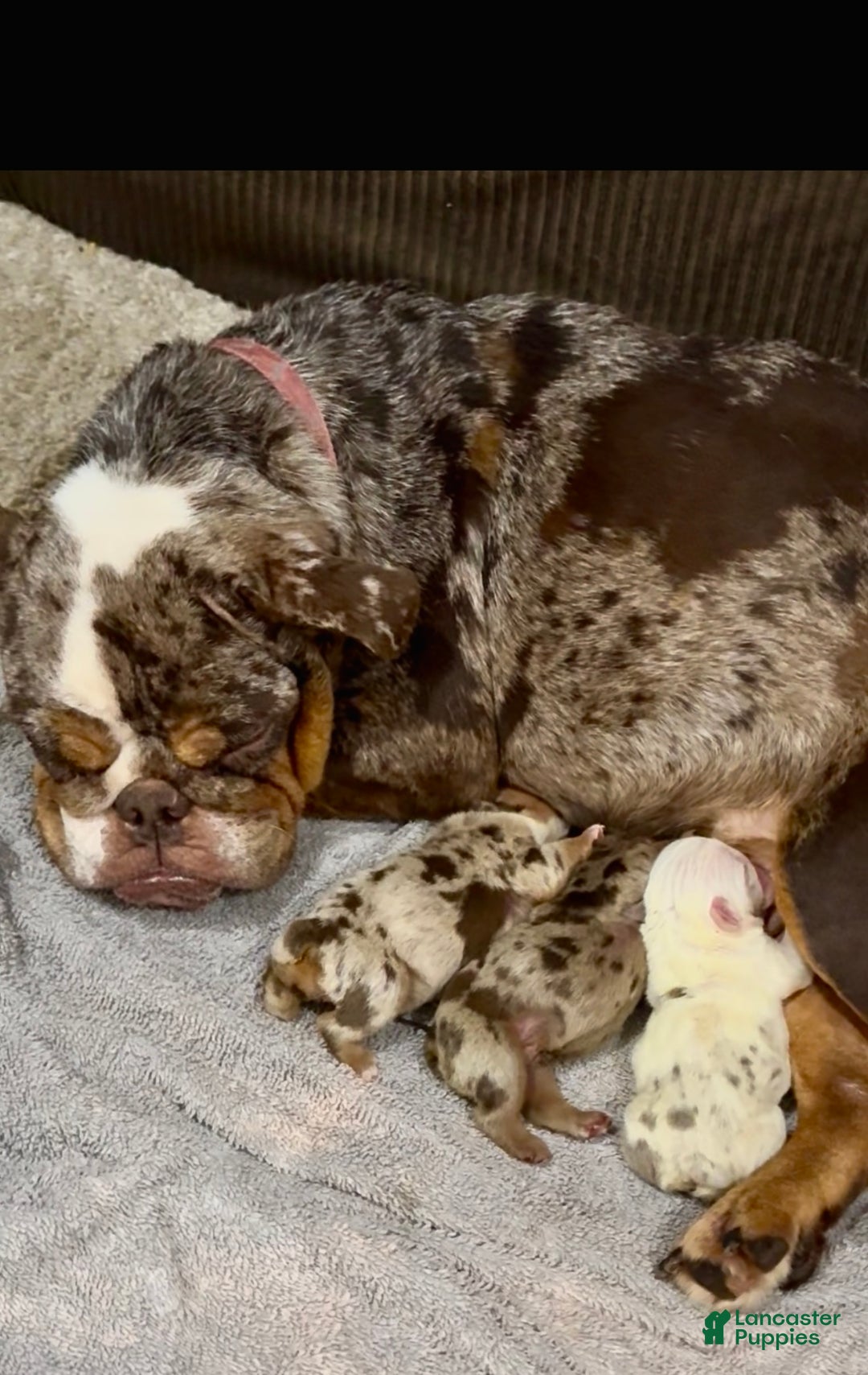 English Bulldog dogs for sale: Kookie - Ad 4