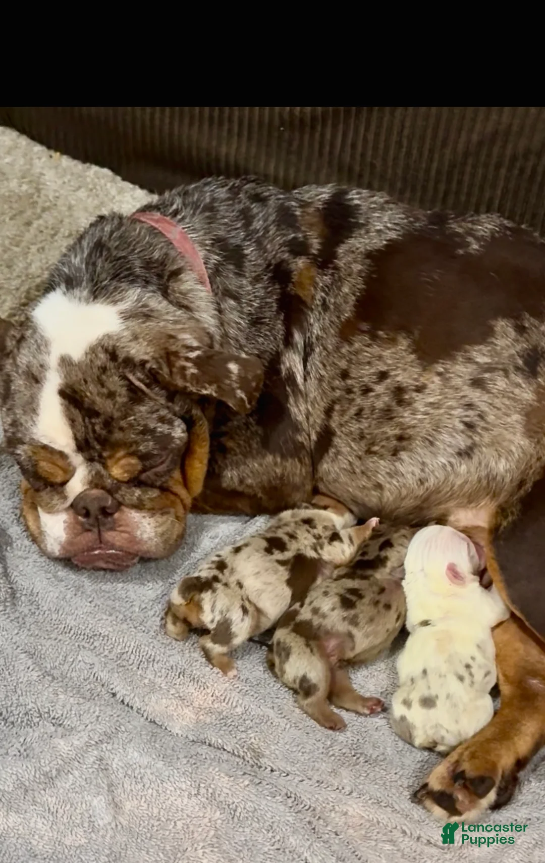 English Bulldog dogs for sale: Kookie - Ad 4