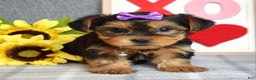 Yorkshire Terrier dogs for sale: Harper  - Ad 10