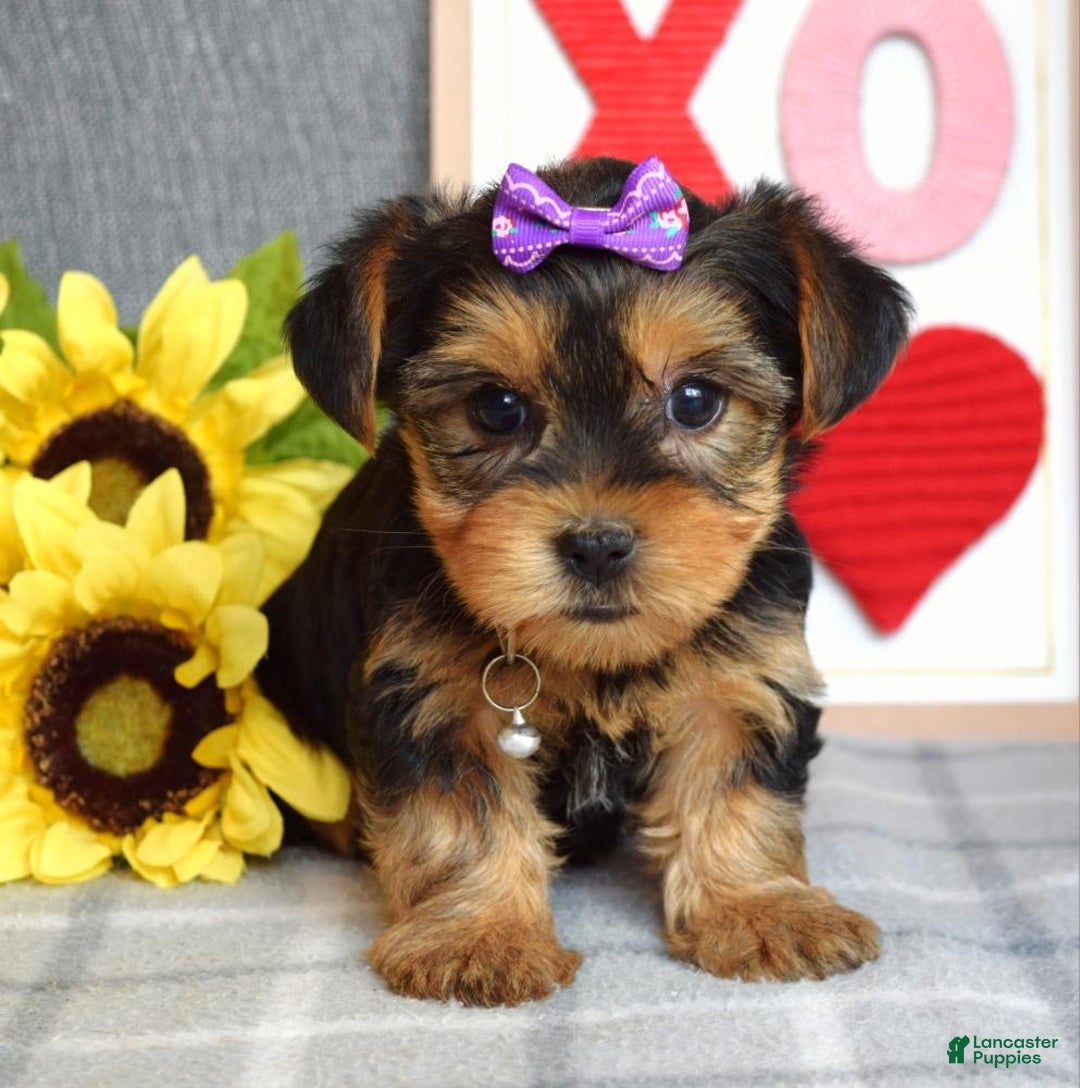 Yorkshire Terrier dogs for sale: Harper  - Ad 10
