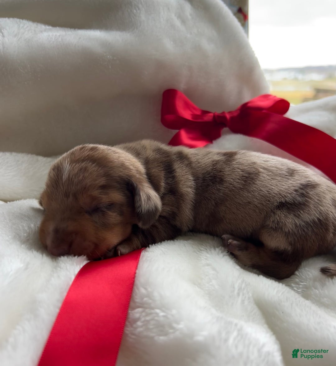 Miniature Dachshund dogs for sale: Dasher - Ad 1