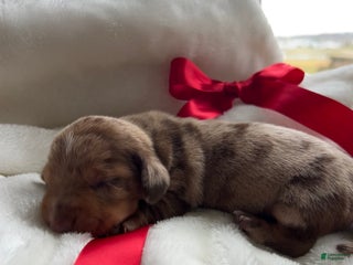 Miniature Dachshund dogs for sale: Dasher - Ad 1
