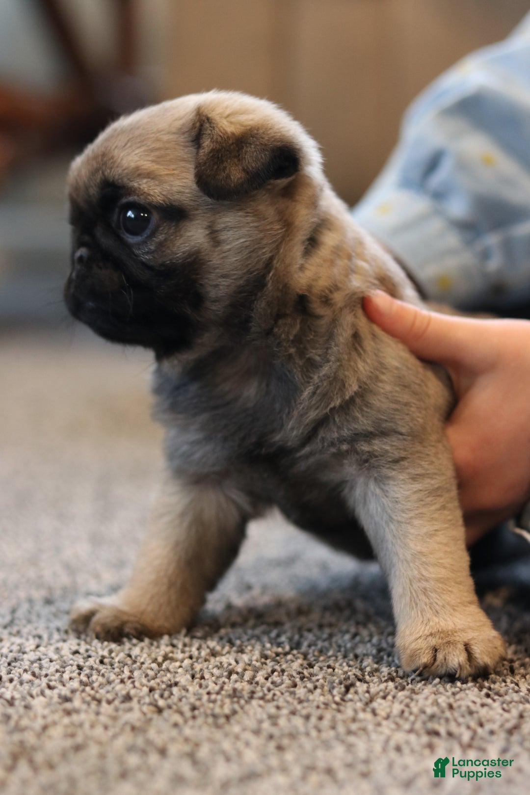Pug dogs for sale: Champion Polly - Ad 3