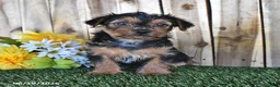 Yorkshire Terrier dogs for sale: Bear - Ad 3