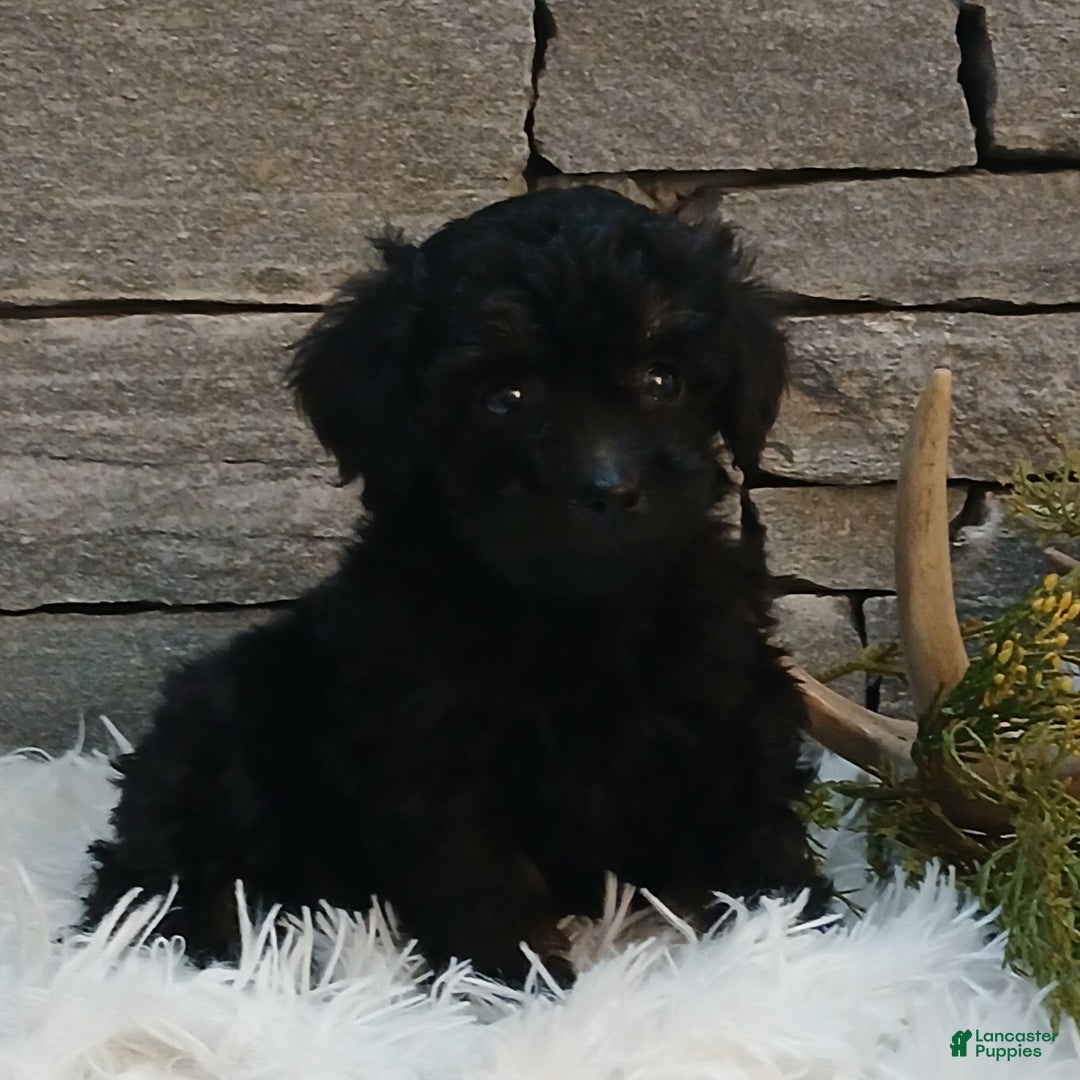 Miniature Poodle dogs for sale: Pete  - Ad 3