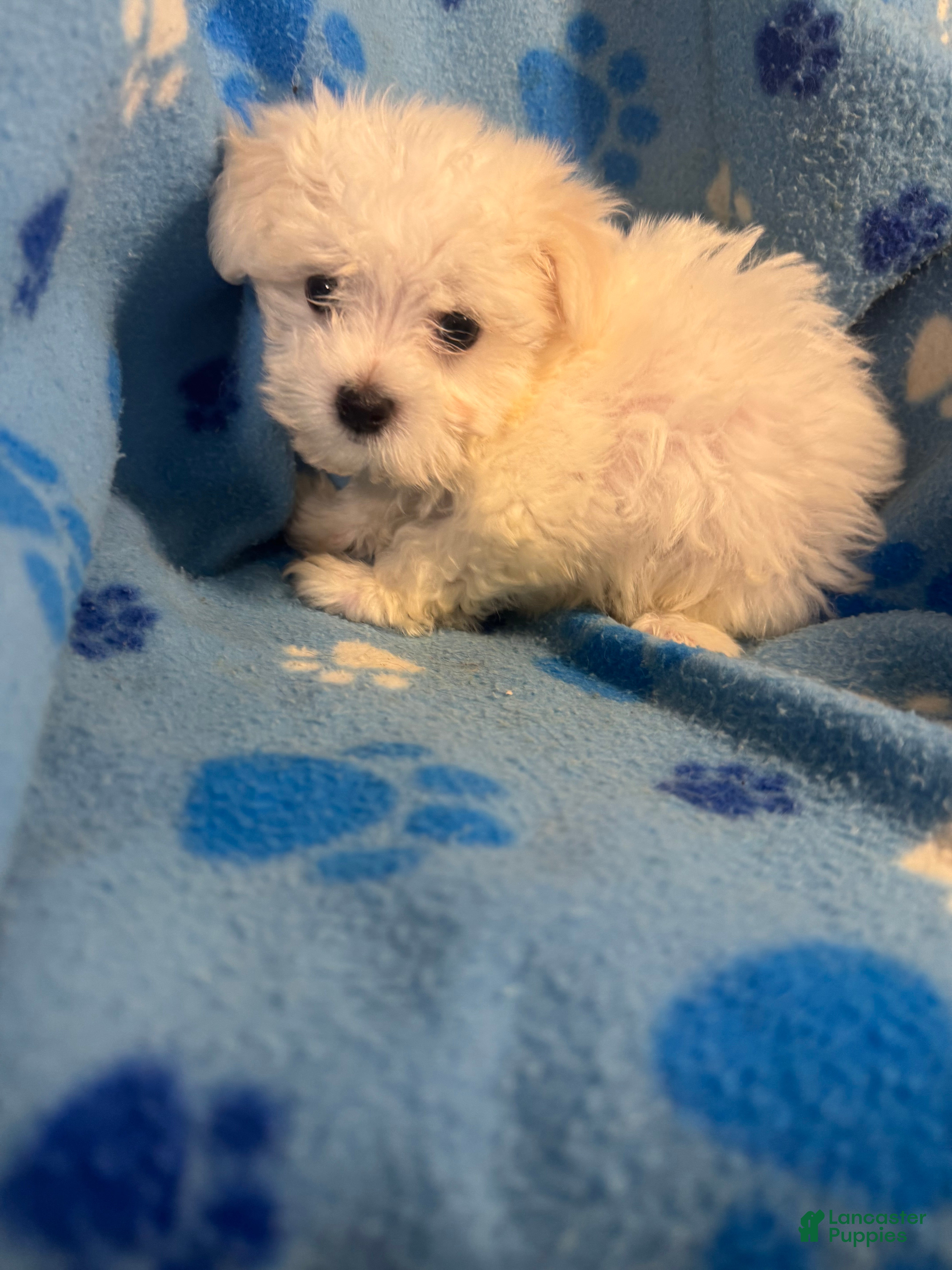 Maltese dogs Maltese Puppy 1 - Ad 6