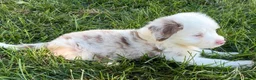 Mini Aussiedoodle dogs for sale: Theo - Ad 5
