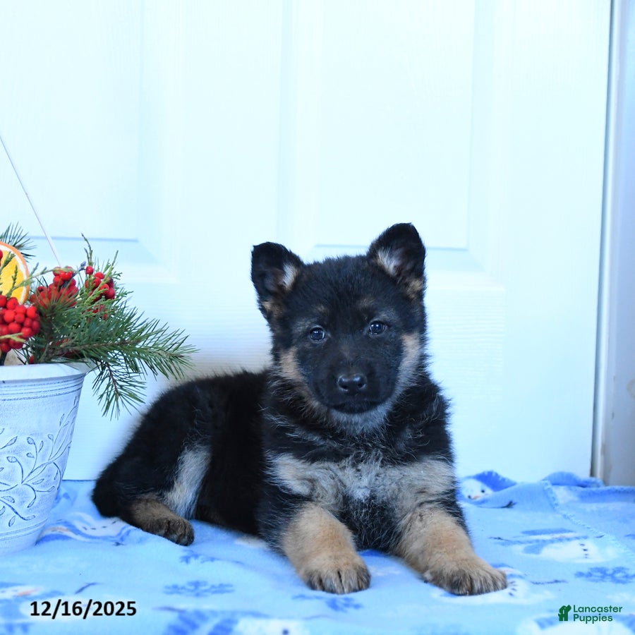 German Shepherd dogs Gracie - Ad 3